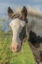 Irish cob horses in a pasture in spring. In the French countryside, the horses go out into the