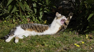 A cat lies in the grass in a sunny garden and opens its mouth, Byzantine Chapel Agios Nikolaos