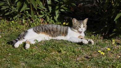 A cat lies relaxed in the grass, surrounded by plants and yellow flowers in the sunshine, Byzantine