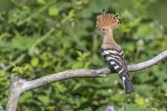 Hoopoe (Upupa epops) sitting on a branch with its red ruffled crest. Kaiserstuhl, Freiburg im