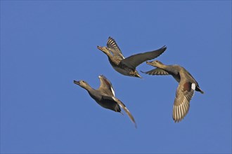 Gadwall, (Anas strepera), Mareca strepera, three ducks in flight, Wagbachniederung,