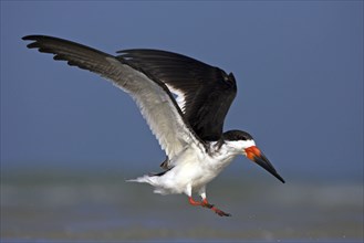 American scissorsbill foraging, (ynchops niger), Ft. De Soto Park, St. Petersburg, Florida, USA,