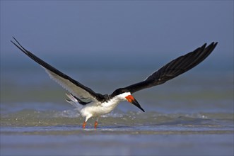 American scissorsbill foraging, (ynchops niger), Ft. De Soto Park, St. Petersburg, Florida, USA,