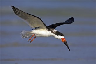 American scissorsbill foraging, (ynchops niger), Ft. De Soto Park, St. Petersburg, Florida, USA,