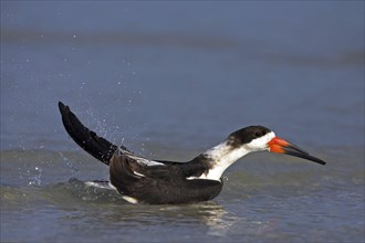 American scissorsbill foraging, (ynchops niger), Ft. De Soto Park, St. Petersburg, Florida, USA,