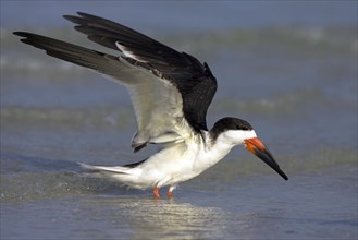 American scissorsbill foraging, (ynchops niger), Ft. De Soto Park, St. Petersburg, Florida, USA,