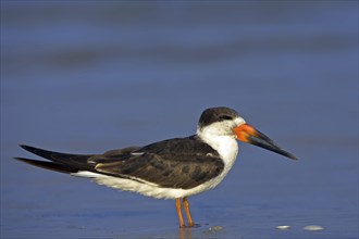 American scissorsbill foraging, (ynchops niger), Ft. De Soto Park, St. Petersburg, Florida, USA,