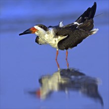 American scissorsbill foraging, (ynchops niger), Ft. De Soto Park, St. Petersburg, Florida, USA,