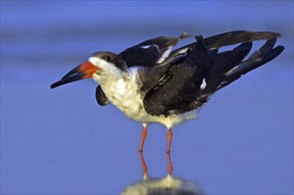 American scissorsbill foraging, (ynchops niger), Ft. De Soto Park, St. Petersburg, Florida, USA,