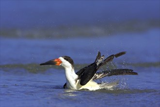 American scissorsbill foraging, (ynchops niger), Ft. De Soto Park, St. Petersburg, Florida, USA,