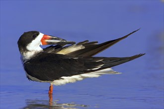 American scissorsbill foraging, (ynchops niger), Ft. De Soto Park, St. Petersburg, Florida, USA,