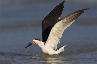 American scissorsbill foraging, (ynchops niger), Ft. De Soto Park, St. Petersburg, Florida, USA,