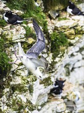 Northern Fulmar, Fulmarus glacialis, bird in fly, Bempton Cliffs, North Yorkshire, England, United
