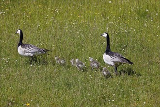 Barnacle geese, barnacle geese (Branta leucopsis), goose family with goslings walking through a