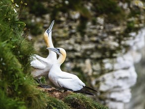 Northern Gannet, Morus bassanus, pair of birds on the cliff, Bempton Cliffs, North Yorkshire,