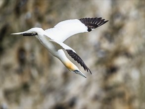 Gannet, Morus bassanus, bird in fly, Bempton Cliffs, North Yorkshire, England, United Kingdom,