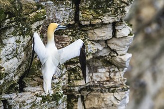 Northern Gannet, Morus bassanus, bird on the cliff, Bempton Cliffs, North Yorkshire, England,