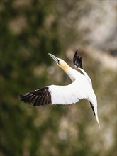 Gannet, Morus bassanus, bird in fly, Bempton Cliffs, North Yorkshire, England, United Kingdom,