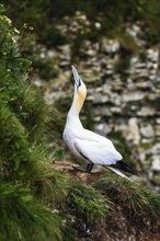 Northern Gannet, Morus bassanus, bird on the cliff, Bempton Cliffs, North Yorkshire, England,