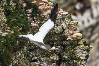 Gannet, Morus bassanus, bird in fly, Bempton Cliffs, North Yorkshire, England, United Kingdom,
