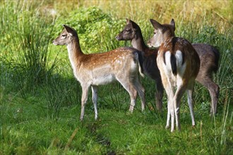 Fallow deer (Dama dama), two young animals, calves, and a female adult, Schleswig-Holstein,
