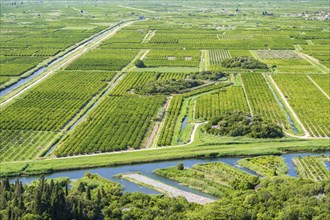 Orchards in the Neretva Delta, Dalmatia, Croatia, Europe