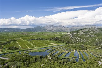 Orchards in the Neretva Delta, Dalmatia, Croatia, Europe