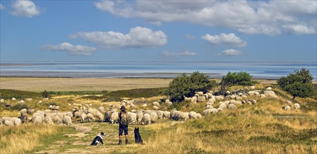 Shepherd Sylt Germany