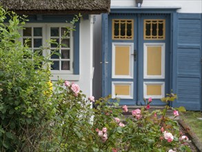 A rural house with blooming roses in the garden, blue-yellow door and window frames, ahrenshoop,