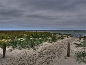 A sandy path leads to the sea, surrounded by grassy areas and a cloudy sky, ahrenshoop, zingst,