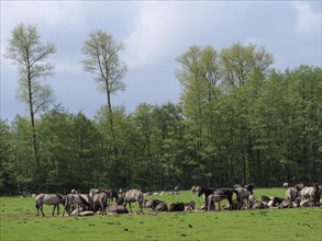 A large herd of horses stands and rests on a green meadow in front of a forest, merfeld,