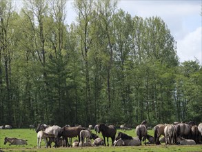 A group of horses lie and stand together on a green meadow in front of tall trees, merfeld,
