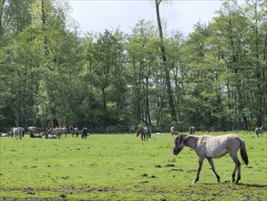 Several horses grazing on a wide green meadow, some standing and others lying down, merfeld,