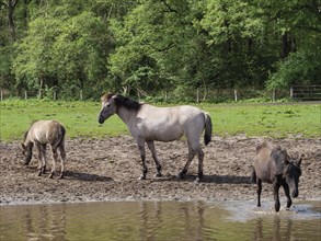 Three horses standing next to each other by a body of water on a green meadow, merfeld,