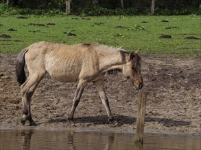 A horse drinking water on a bank in a green meadow, merfeld, münsterland, germany