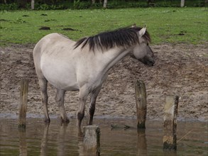A horse standing in the water, natural environment, green meadow and posts, merfeld, münsterland,