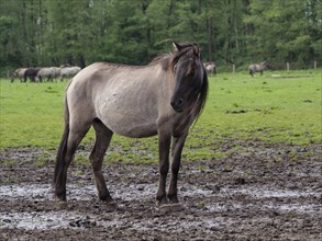 A single horse stands on a partly muddy meadow with a green background, merfeld, münsterland,