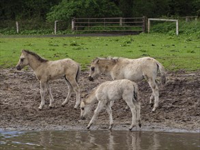 Three foals on the bank of a body of water, natural landscape, meadow and trees, merfeld,