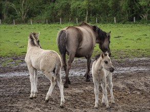 A foal and a mare stand together with another foal in a meadow, the ground is muddy, merfeld,