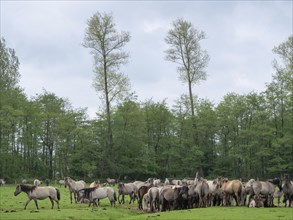 A large group of horses standing together in a green meadow, surrounded by trees, merfeld,