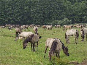 A large herd of horses grazing peacefully in a spacious meadow next to a forest, merfeld,