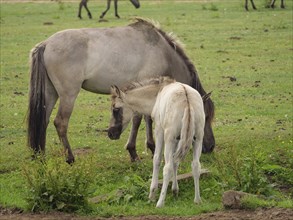 A mare and her foal grazing peacefully on a green pasture, merfeld, münsterland, germany