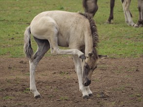 A young foal carefully lifts a leg, other horses graze nearby, merfeld, münsterland, germany