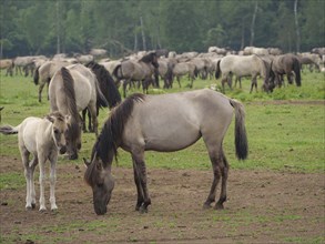 Horses with a foal grazing peacefully on a green pasture, merfeld, münsterland, germany