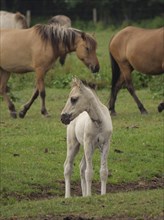 A foal stands attentively in a meadow while other horses walk by in the background, merfeld,