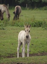 A foal stands alone in a green meadow while other horses graze in the background, merfeld,