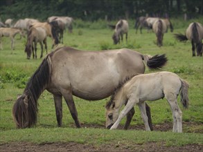 A mare and her foal grazing in a meadow, with a herd of horses in the background, merfeld,