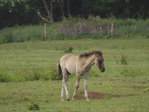 A foal stands alone in a green meadow with blooming flowers in the background, merfeld,