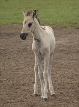 A single foal stands in a field and looks attentive, merfeld, münsterland, germany