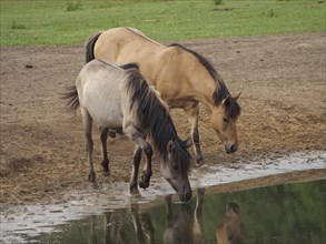 Two horses drinking water on a bank in a pasture, merfeld, münsterland, germany